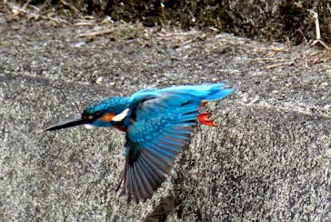 特別展「国宝　鳥獣戯画のすべて」に投稿された画像（2021/6/8）