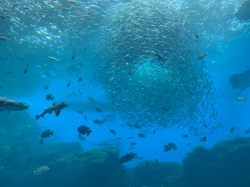 仙台うみの杜水族館に投稿された画像（2021/6/8）