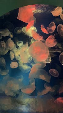 京急油壺マリンパークに投稿された画像（2021/6/9）