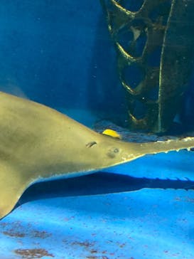 京急油壺マリンパークに投稿された画像（2021/6/9）