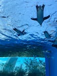 サンシャイン水族館に投稿された画像（2021/6/9）