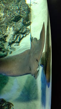 サンシャイン水族館に投稿された画像（2021/6/9）