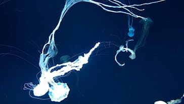 サンシャイン水族館に投稿された画像（2021/6/9）