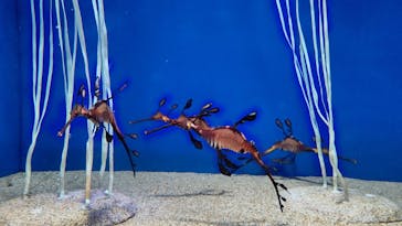 サンシャイン水族館に投稿された画像（2021/6/9）