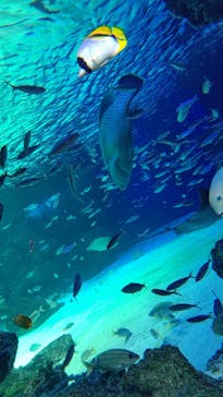 サンシャイン水族館に投稿された画像（2021/6/9）