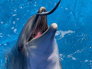 大分マリーンパレス水族館 「うみたまご」に投稿された画像（2021/6/10）