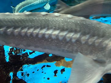 京急油壺マリンパークに投稿された画像（2021/6/11）