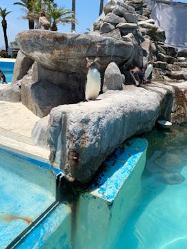 京急油壺マリンパークに投稿された画像（2021/6/11）