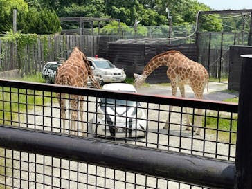 那須サファリパークに投稿された画像（2021/6/11）