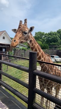 那須サファリパークに投稿された画像（2021/6/11）