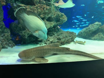 サンシャイン水族館に投稿された画像（2021/6/11）