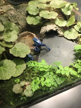 サンシャイン水族館に投稿された画像（2021/6/11）