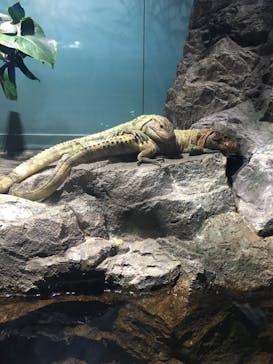 サンシャイン水族館に投稿された画像（2021/6/11）