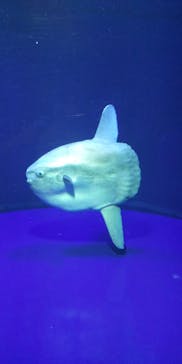 サンシャイン水族館に投稿された画像（2021/6/11）