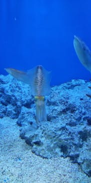 サンシャイン水族館に投稿された画像（2021/6/11）