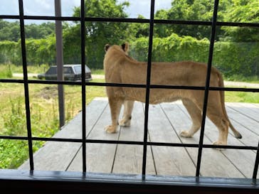 那須サファリパークに投稿された画像（2021/6/11）