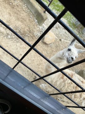 那須サファリパークに投稿された画像（2021/6/11）