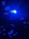 サンシャイン水族館に投稿された画像（2021/6/11）