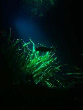 サンシャイン水族館に投稿された画像（2021/6/11）