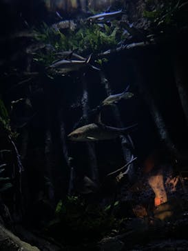 サンシャイン水族館に投稿された画像（2021/6/11）