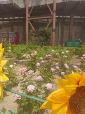 ひらかたパークに投稿された画像（2021/6/12）