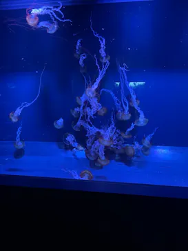 すみだ水族館に投稿された画像（2021/6/12）