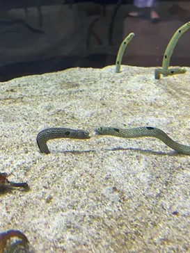 すみだ水族館に投稿された画像（2021/6/12）