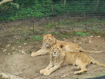 秋吉台自然動物公園 サファリランドに投稿された画像（2021/6/12）