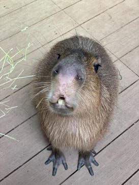 カワスイ 川崎⽔族館に投稿された画像（2021/6/12）