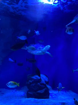 マクセル アクアパーク品川に投稿された画像（2021/6/12）