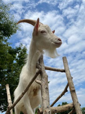 群馬サファリパークに投稿された画像（2021/6/12）