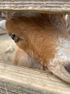 群馬サファリパークに投稿された画像（2021/6/12）