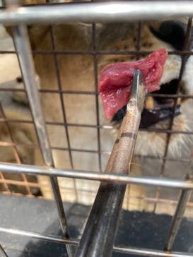 群馬サファリパークに投稿された画像（2021/6/12）