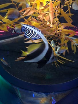 新江ノ島水族館に投稿された画像（2021/6/12）