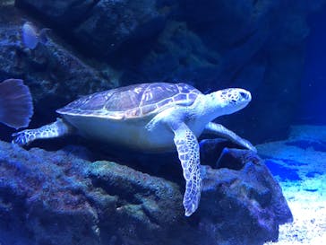 マクセル アクアパーク品川に投稿された画像（2021/6/12）