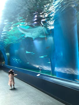 マクセル アクアパーク品川に投稿された画像（2021/6/12）