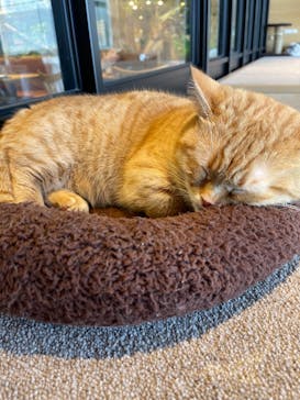 カワスイ 川崎⽔族館に投稿された画像（2021/6/12）