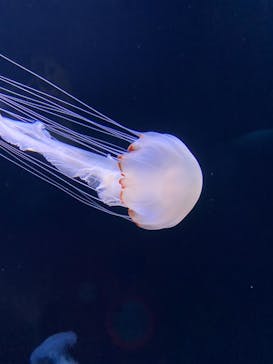 サンシャイン水族館に投稿された画像（2021/6/12）