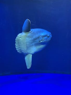 サンシャイン水族館に投稿された画像（2021/6/12）