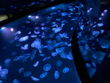 すみだ水族館に投稿された画像（2021/6/12）