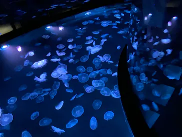 すみだ水族館に投稿された画像（2021/6/12）