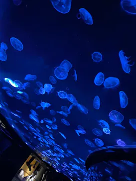 すみだ水族館に投稿された画像（2021/6/12）