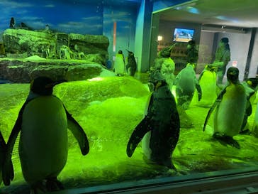 島根県立 しまね海洋館に投稿された画像（2021/6/12）