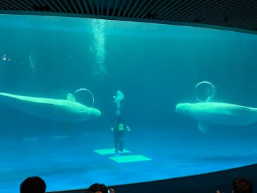 島根県立 しまね海洋館に投稿された画像（2021/6/12）