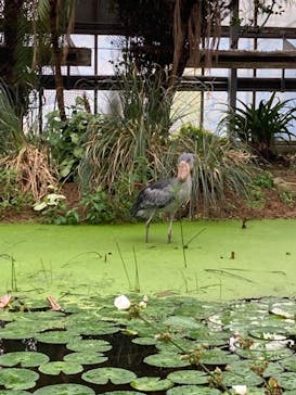神戸どうぶつ王国に投稿された画像（2021/6/12）