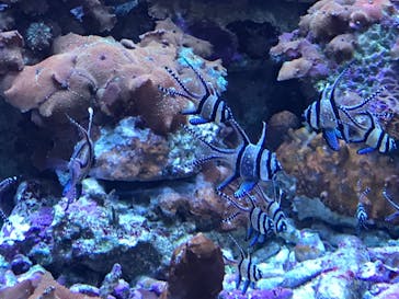 サンシャイン水族館に投稿された画像（2021/6/12）