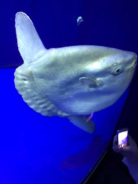 サンシャイン水族館に投稿された画像（2021/6/12）