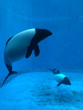 鳥羽水族館に投稿された画像（2021/6/12）