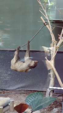 カワスイ 川崎⽔族館に投稿された画像（2021/6/12）