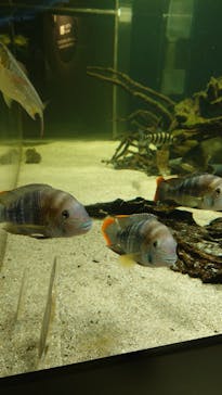 カワスイ 川崎⽔族館に投稿された画像（2021/6/12）